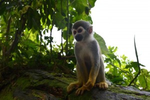 Photo d'un singe sur un tronc d'arbre
