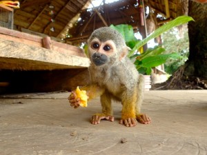 Photo d'un petit singe tout mignon qu'on voudrait bouffer tout cru