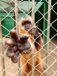 Photo d'un singe en cage dans un zoo