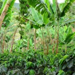 Plantations de cafe entourés de bananiers