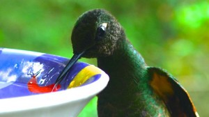 Colibri savourant son eau sucrée