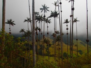 Palmiers de Cocora dans la brume