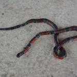 Serpent mort